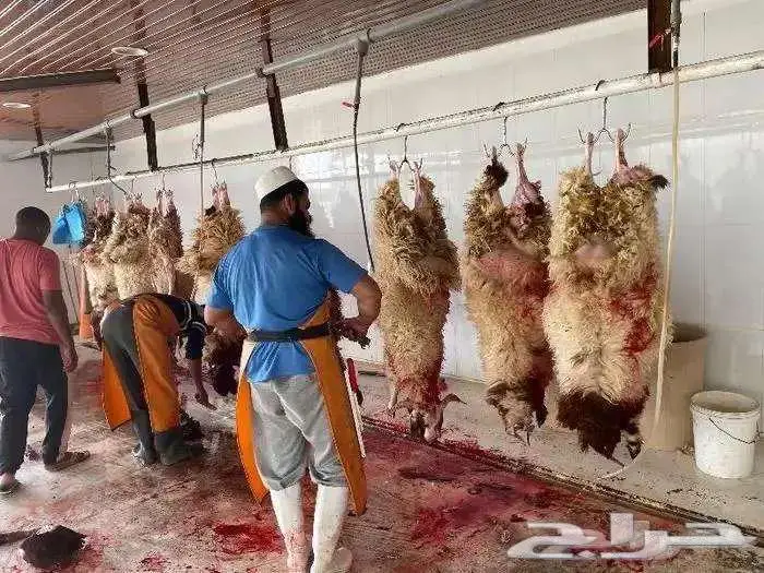 تابي تمارا ذبائح نعيم حري سواكن ذبايح 1