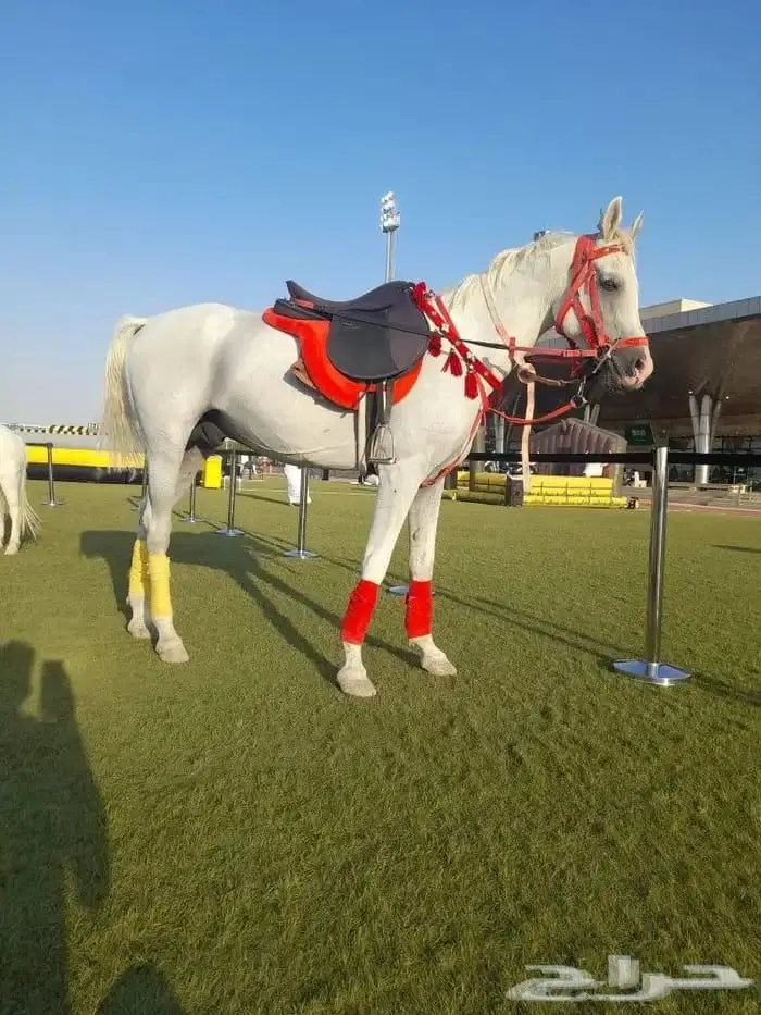 تاجير خيول وهجن وخياله وهجانه وصقور 3