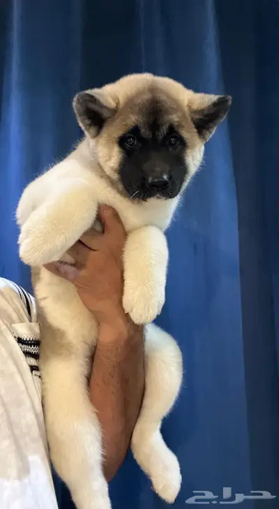 امريكان اكيتا index