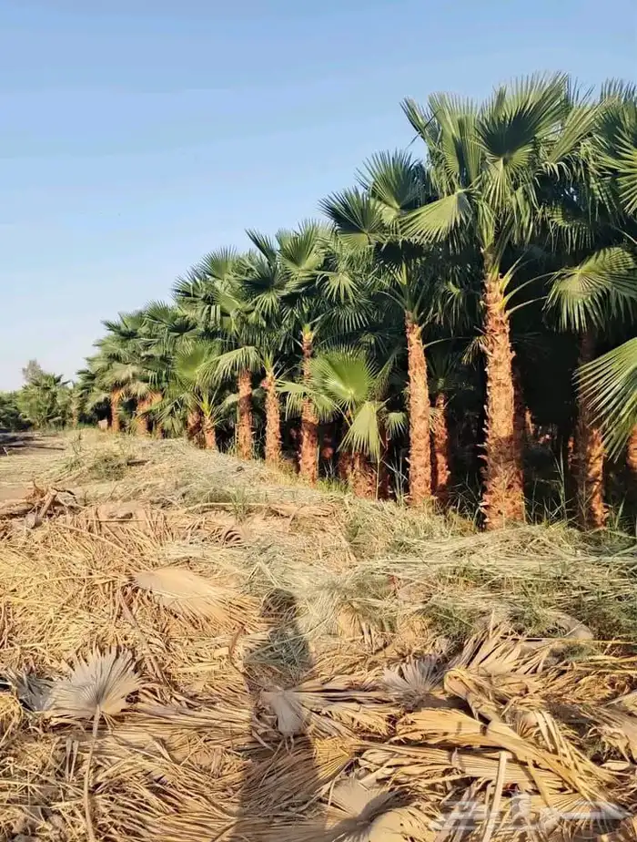 اشجار زيتون ونخيل 2