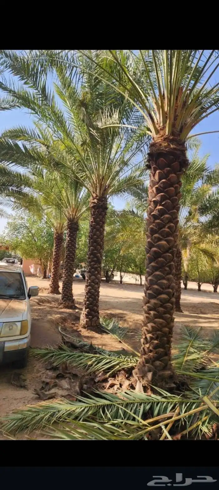 نخل للبيع مثمر احجام ومقاسات متوفر واسعار معقوله 2