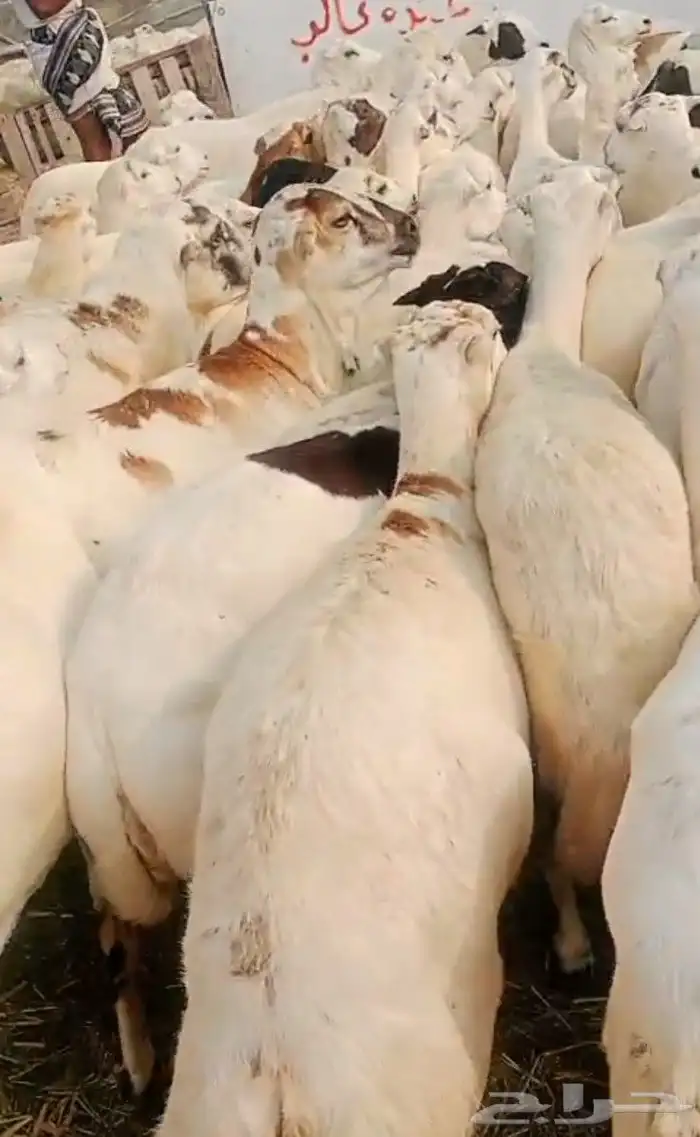 ضأن رفيديت دفيع الشرت 0