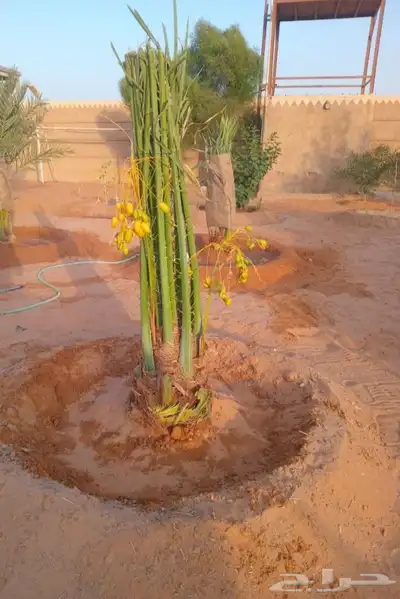 نخيل المجمعه index