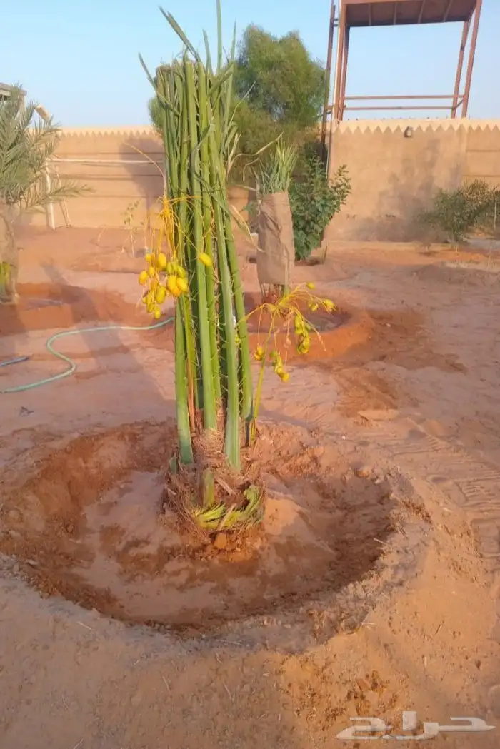 نخيل المجمعه 4