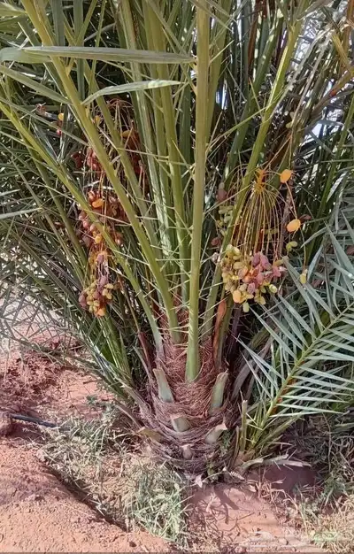 نخيل المجمعه index