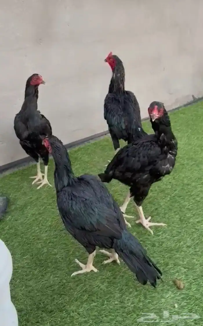 سلام عليكم عرض لكم 3 دجاج باكستاني سندي ديك سوم نفر الصامل 0