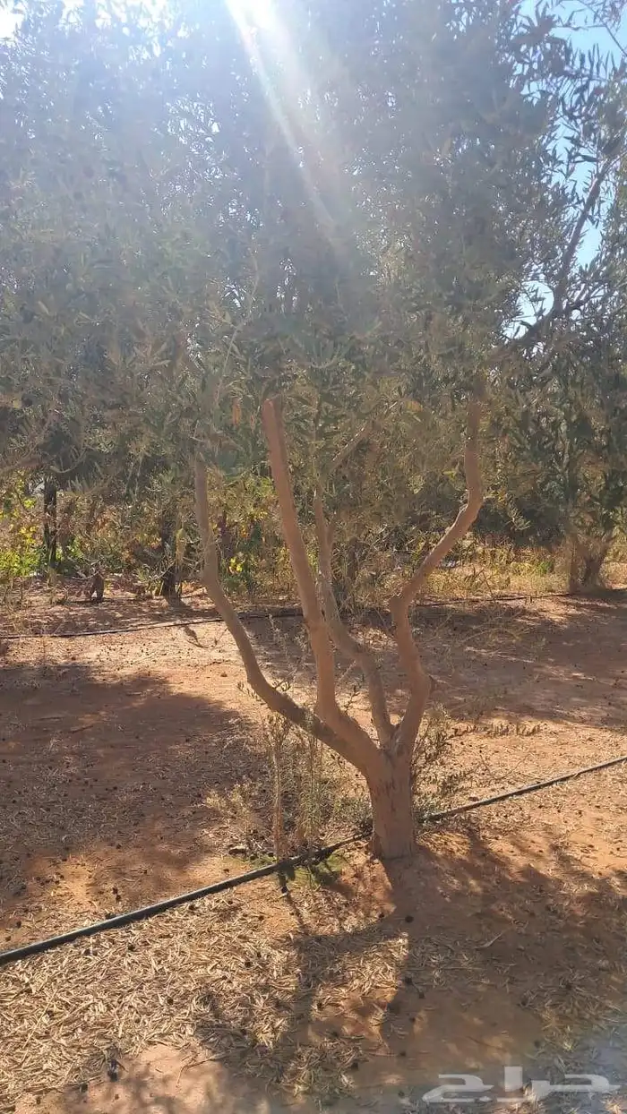 شجر زيتون نيبالي محسن 0