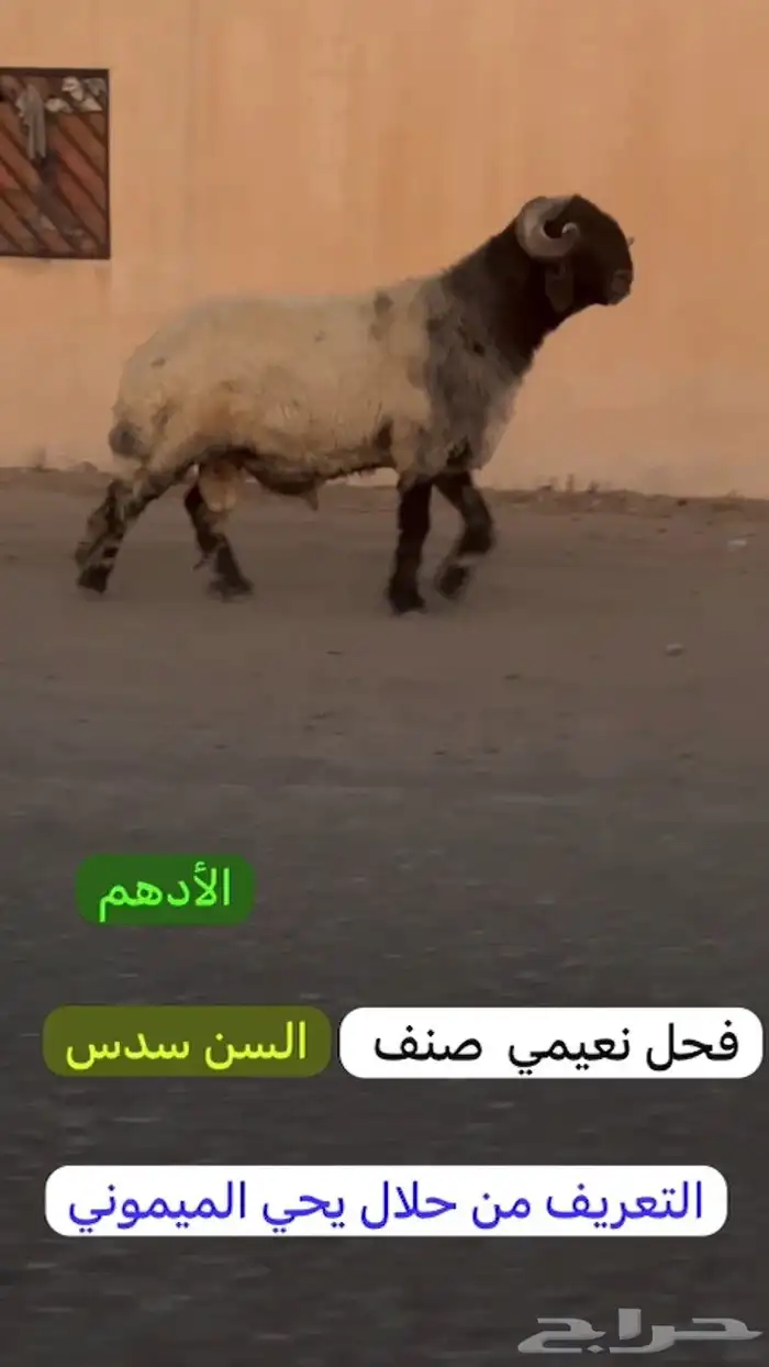 فحل طيب لون جبار كسره راس طيبه للبيع 3