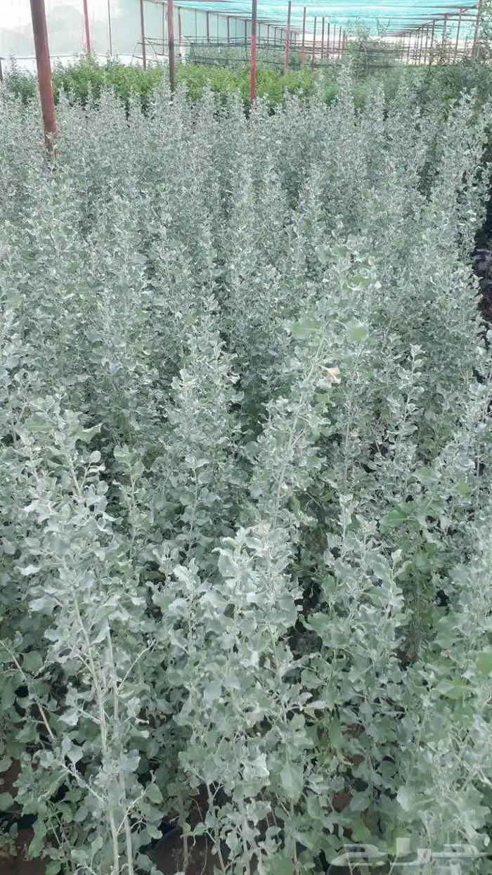 مشتل بيع اشجار 3