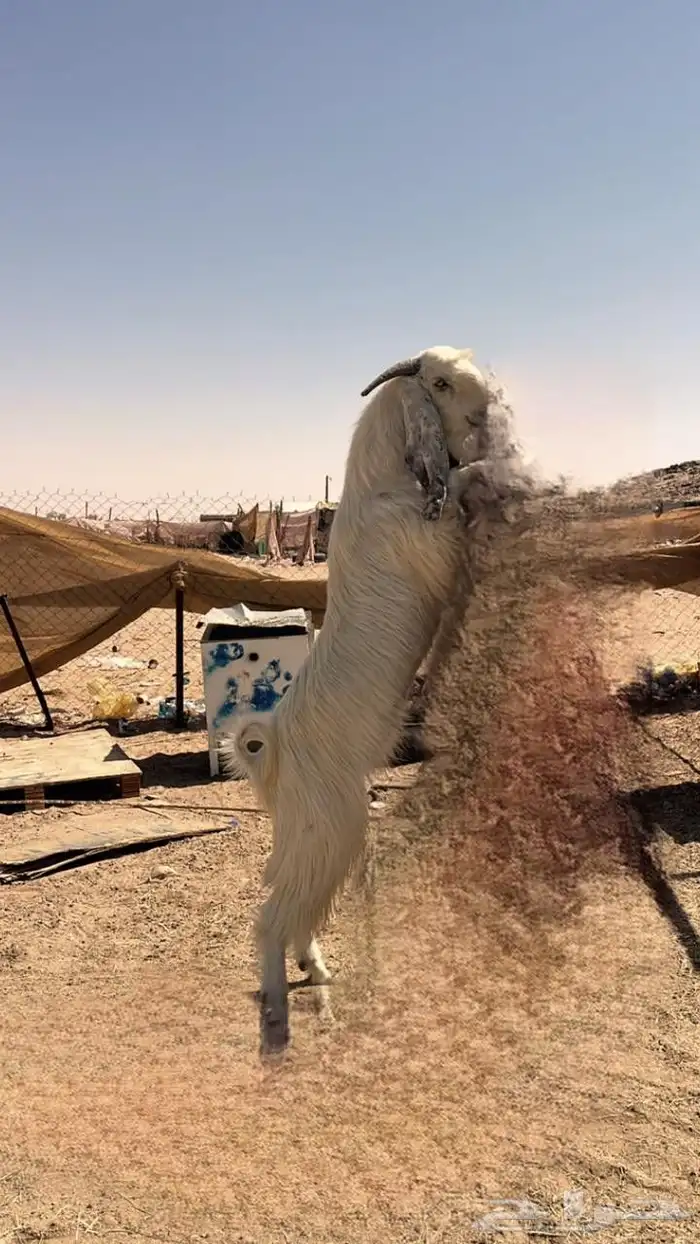 بسم الله ماشاء الله فحل ثني جرم وشعره كايفه يضرب شرط وحااا 6