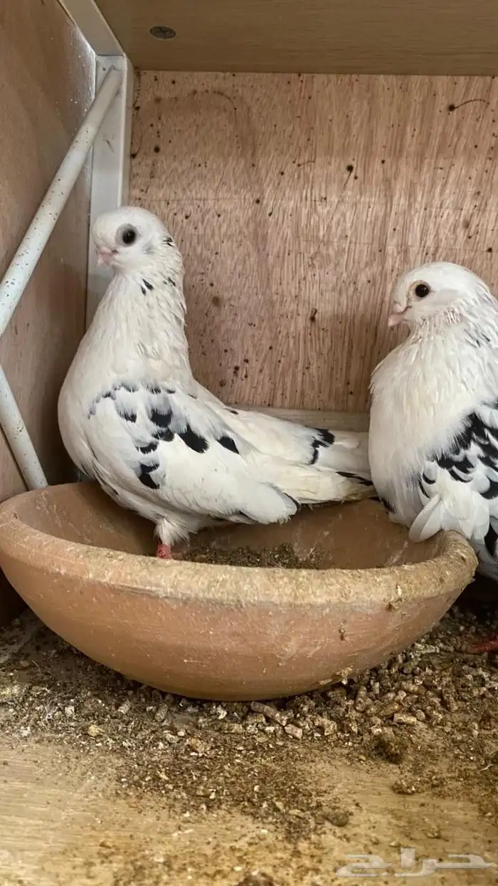 حمام قطيفي 1