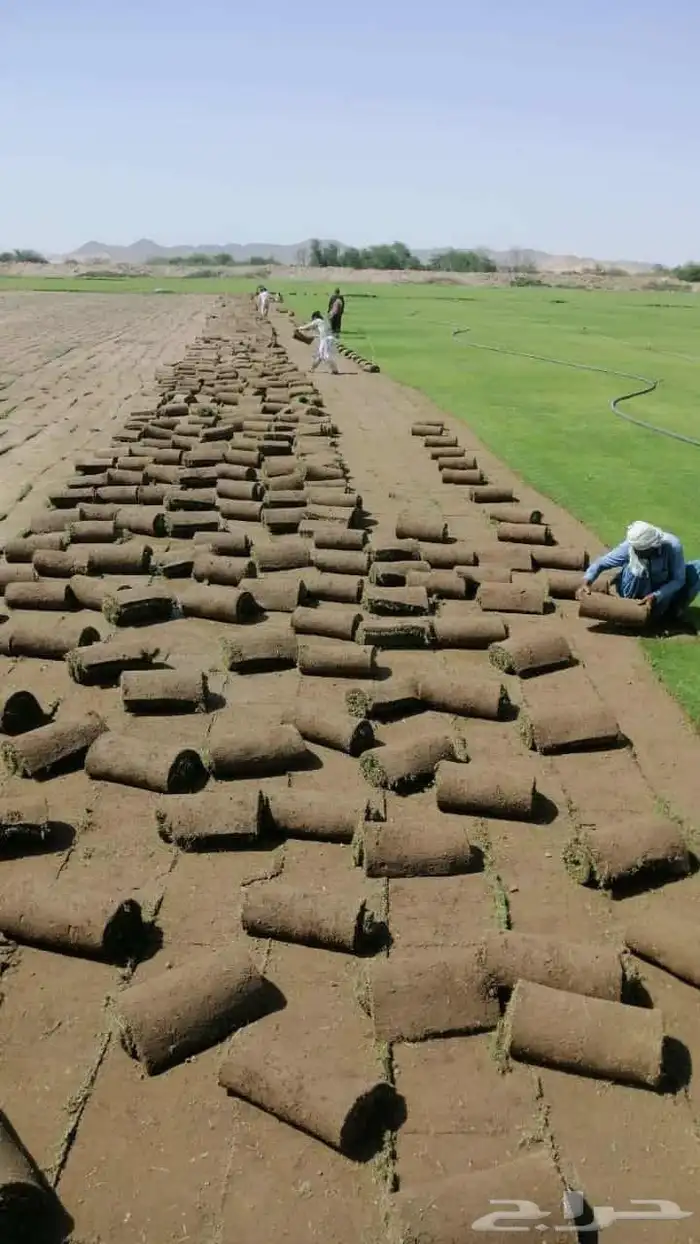 نجيل طبيعي 11