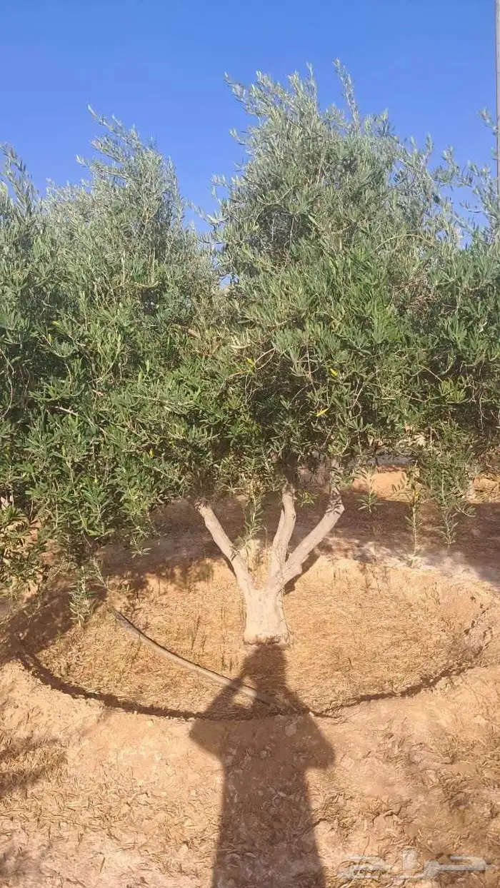 شجر زيتون نيبالي محسن 7