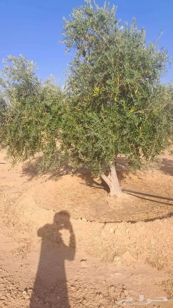 شجر زيتون نيبالي محسن 6