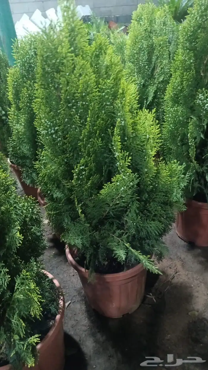 مزارعه الخرج لجميع انواع الثيل وجميع انواع اشجاره 3