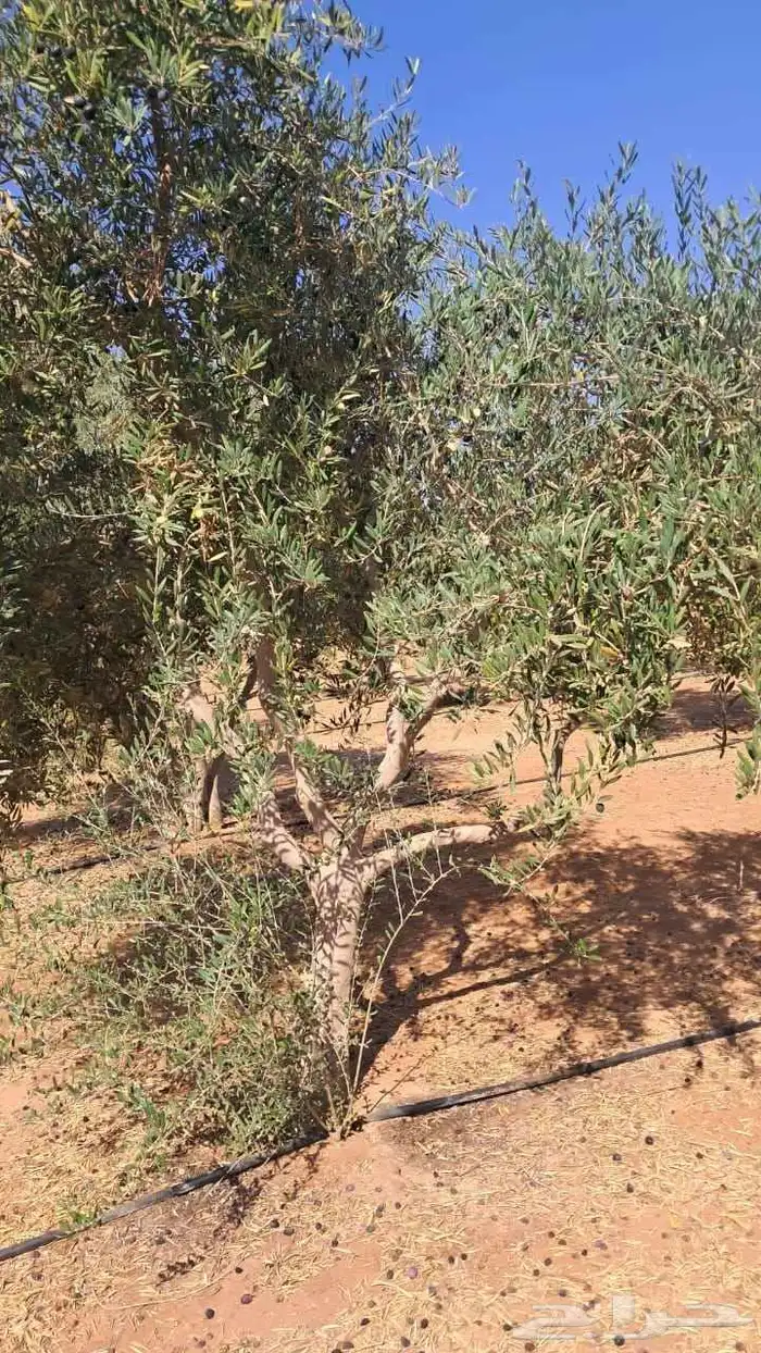 شجر زيتون نيبالي محسن 1