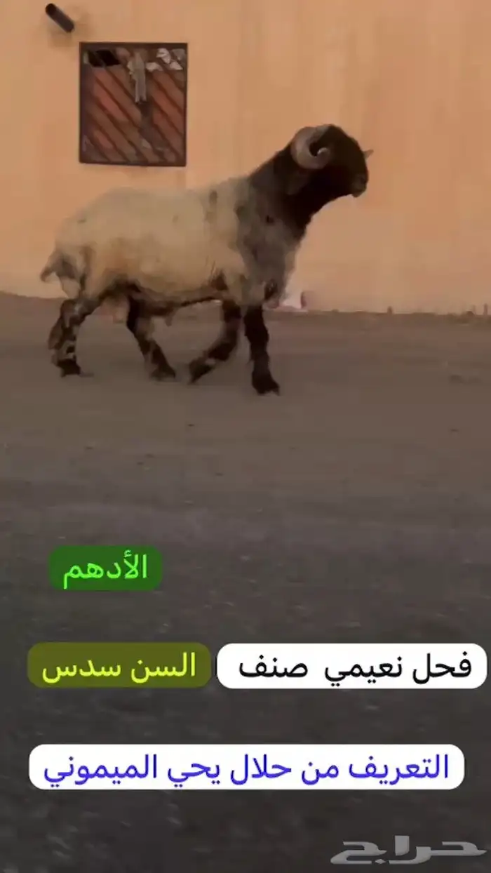 فحل طيب لون جبار كسره راس طيبه للبيع 1