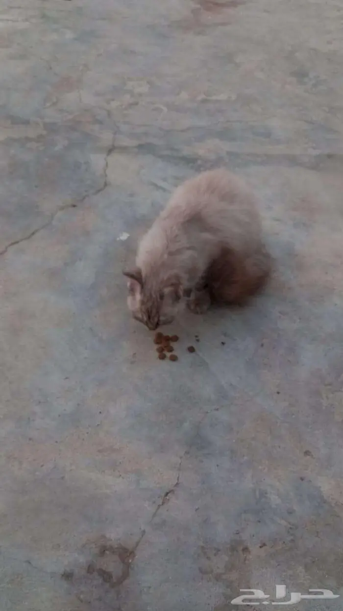 قطة شيرازية رمادية للتبني 0