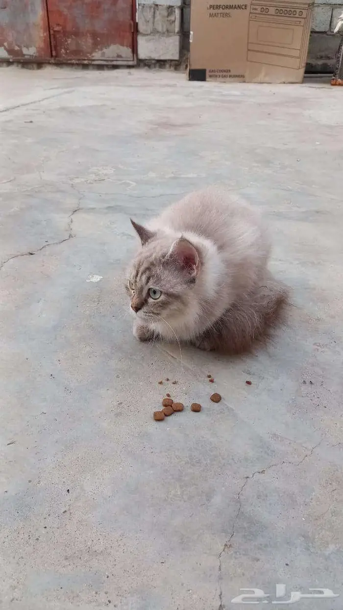 قطة شيرازية رمادية للتبني 1