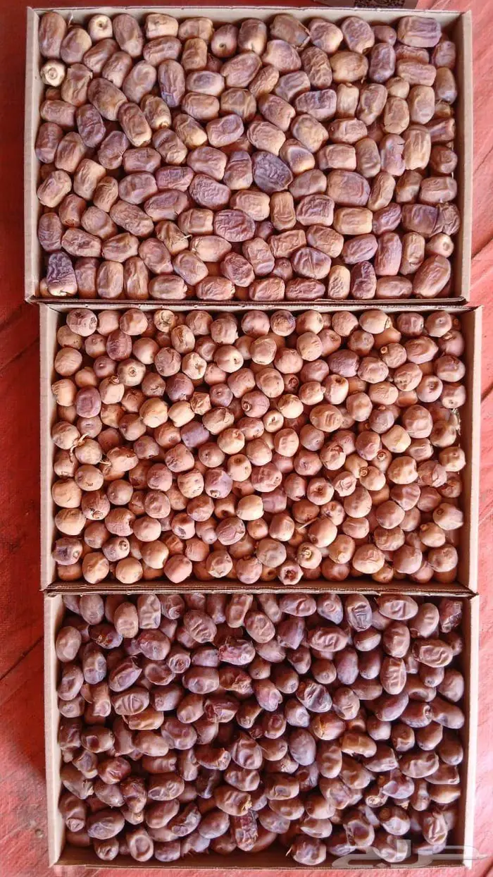 للبيع تمور نوايع بأسعار مخفضه للتصريف جمله 0