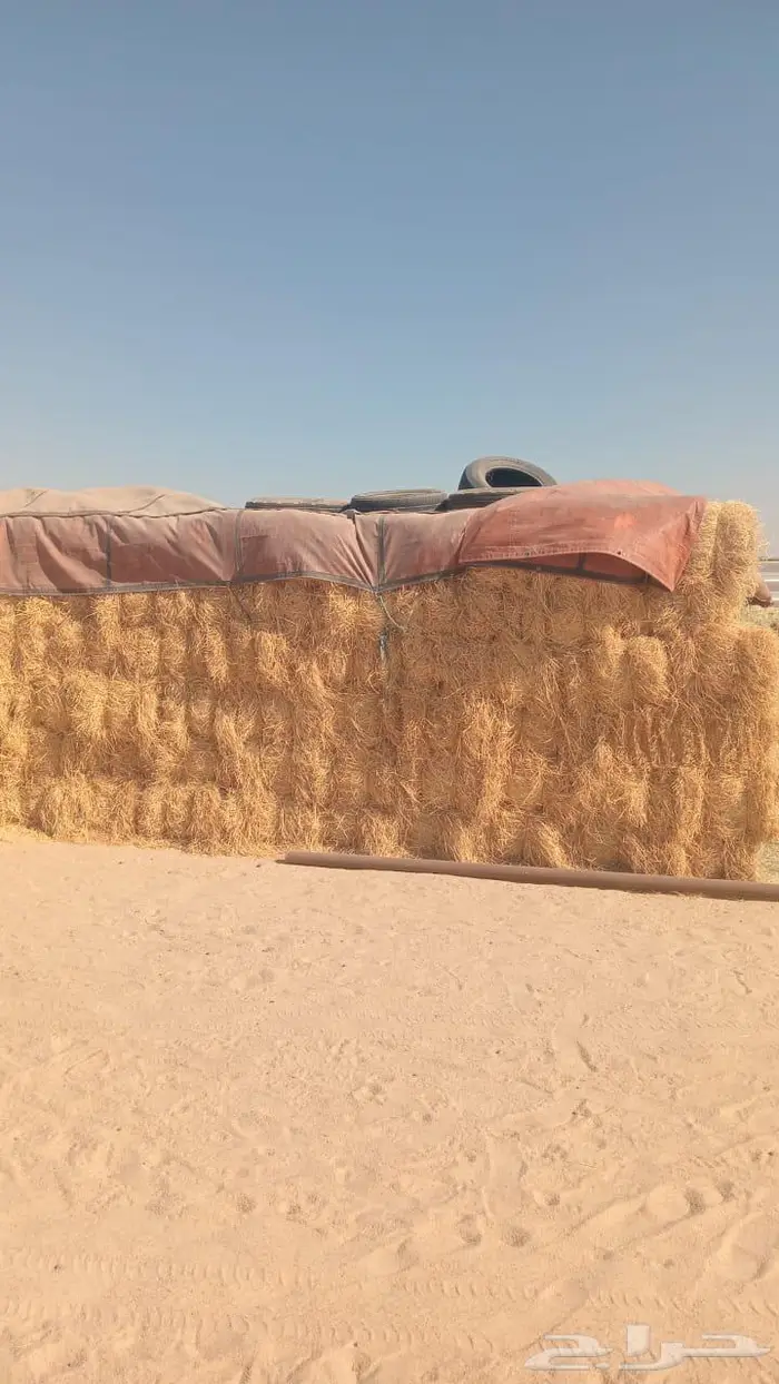 علف حرض رودس مخزن 1