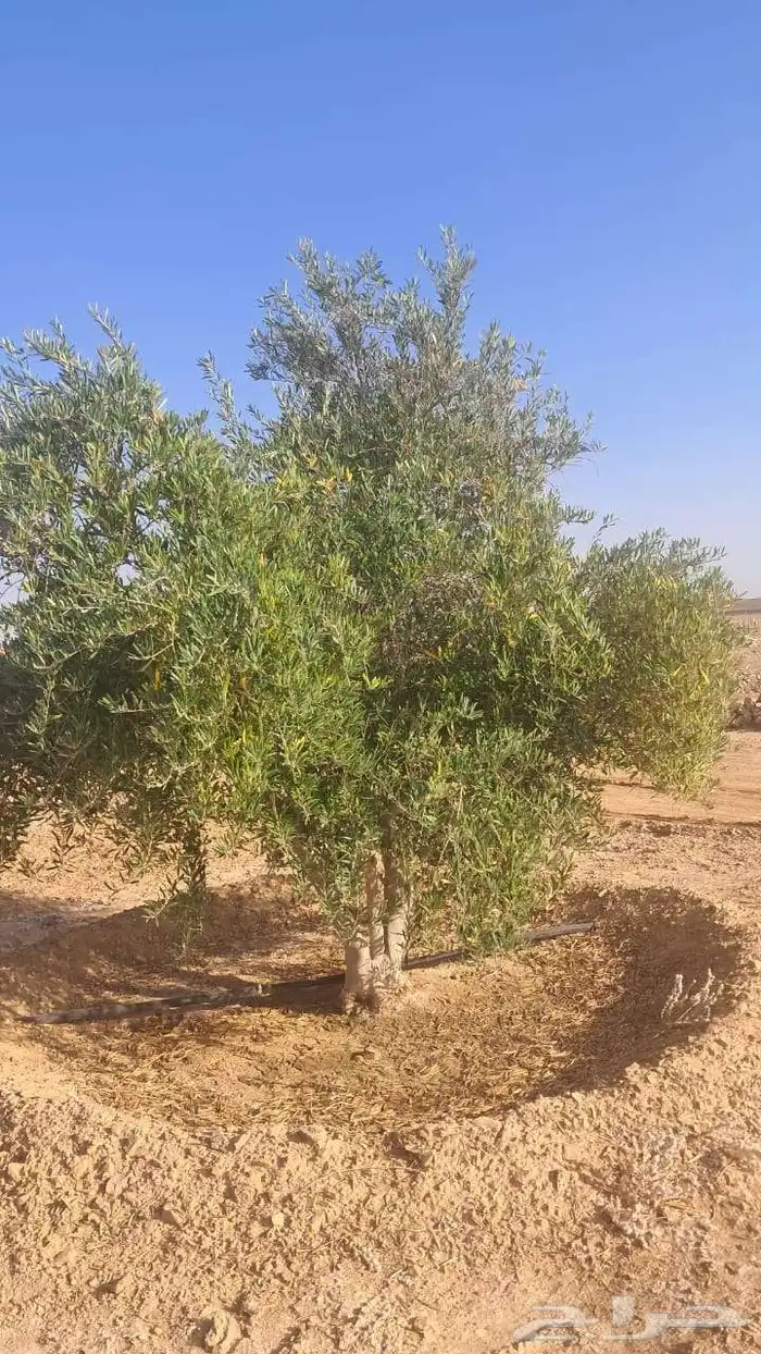 شجر زيتون نيبالي محسن 5