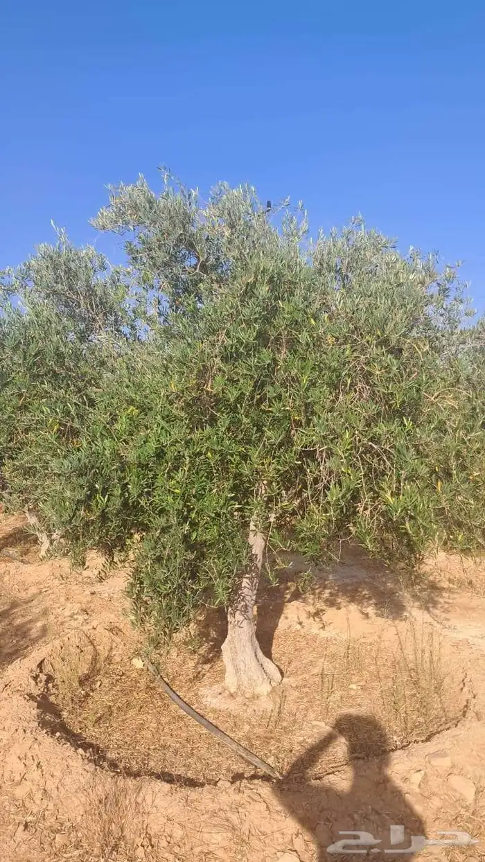 شجر زيتون نيبالي محسن 4