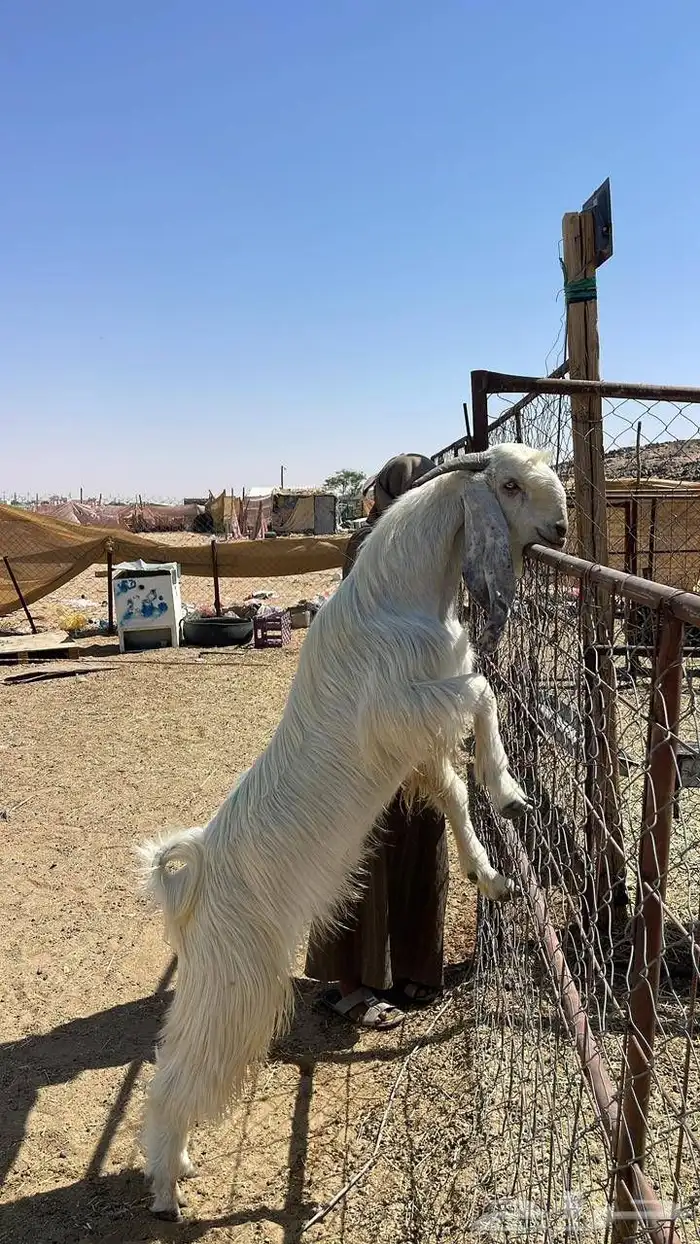 بسم الله ماشاء الله فحل ثني جرم وشعره كايفه يضرب شرط وحااا 4