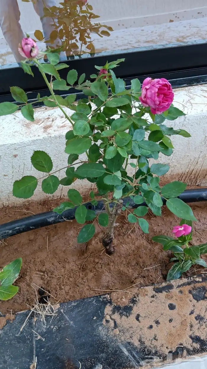 مزارعه الخرج لجميع انواع الثيل وجميع انواع اشجاره 4