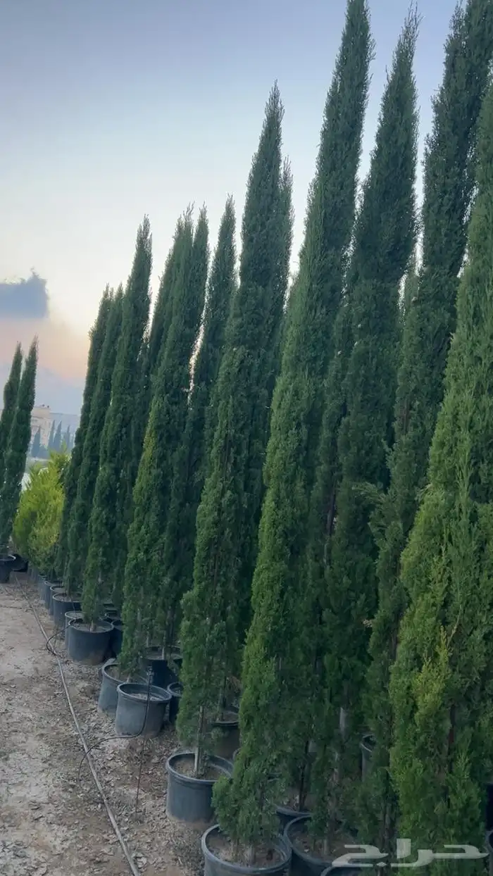 تنسيق حدائق 4