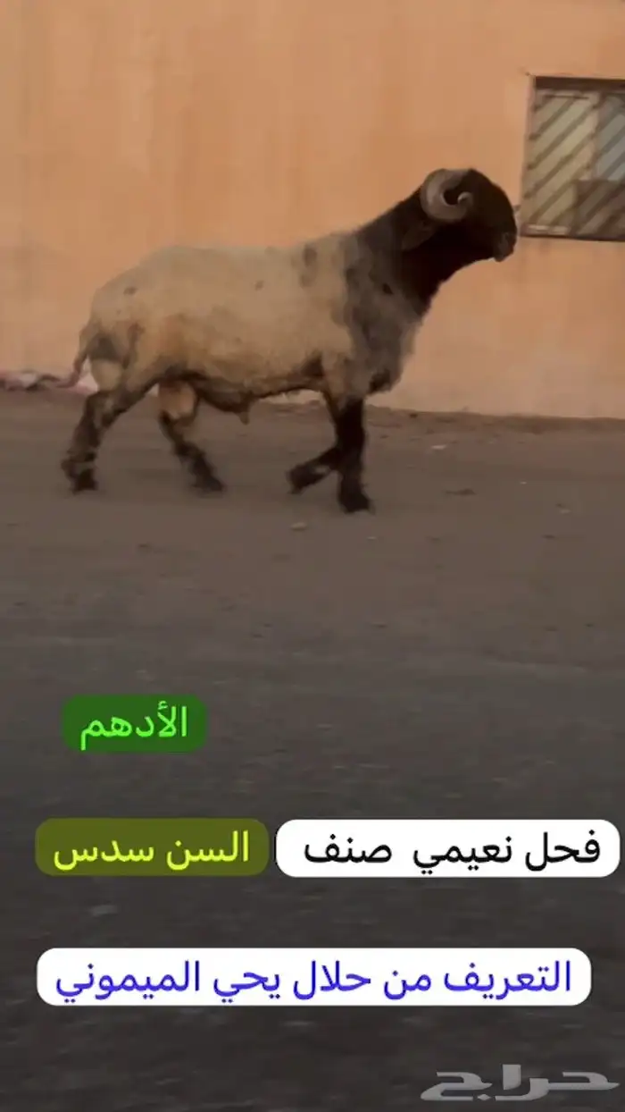 فحل طيب لون جبار كسره راس طيبه للبيع 4