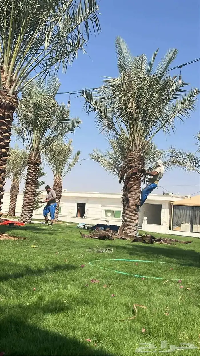 نخيل للبيع مثمر فسائل نقايل جثايث 4