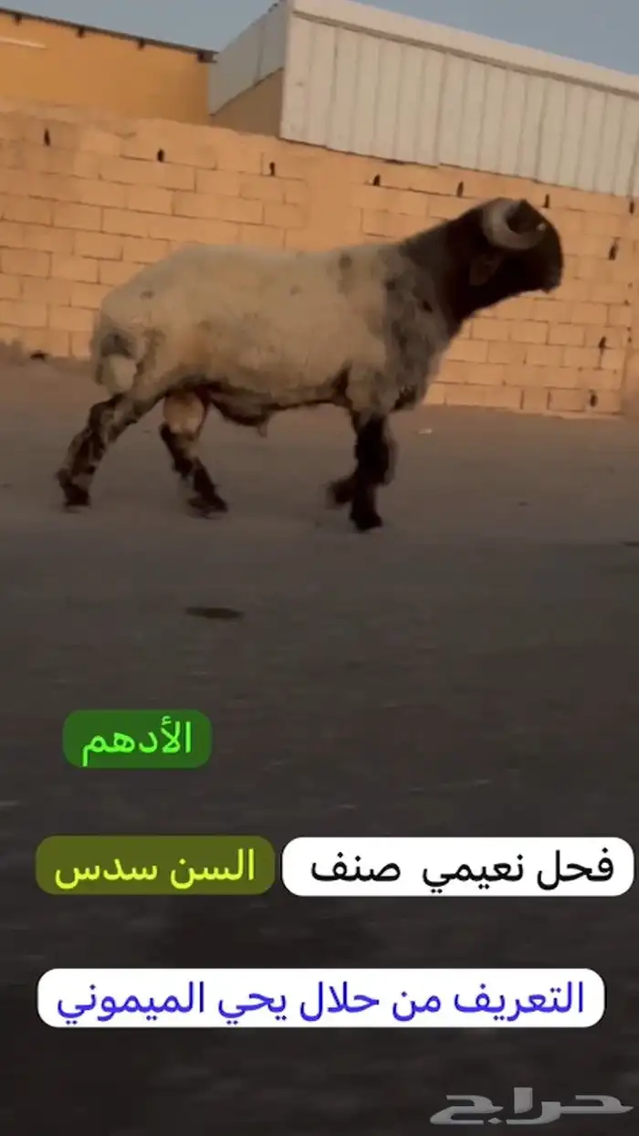 فحل طيب لون جبار كسره راس طيبه للبيع 2