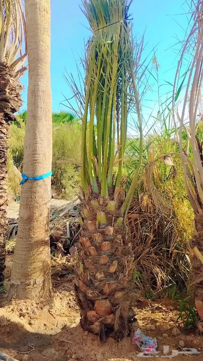 نخيل واشجار 3