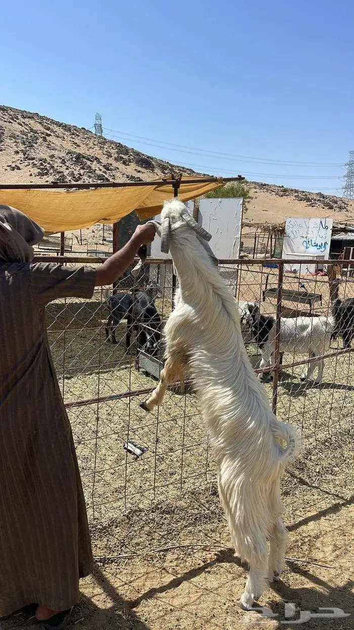 بسم الله ماشاء الله فحل ثني جرم وشعره كايفه يضرب شرط وحااا 5