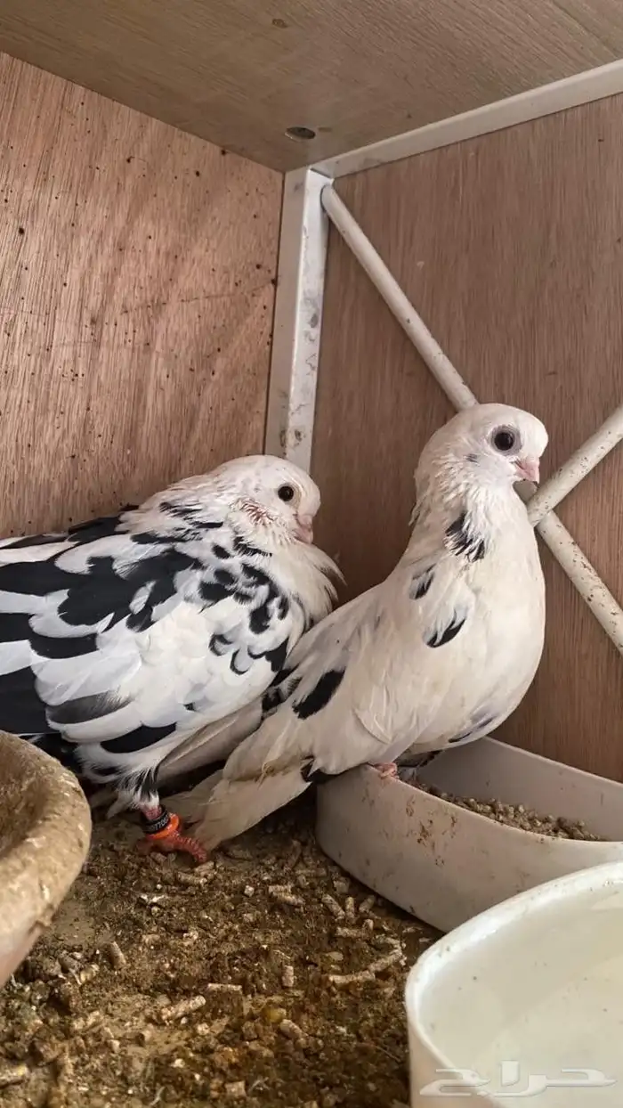 حمام قطيفي 2