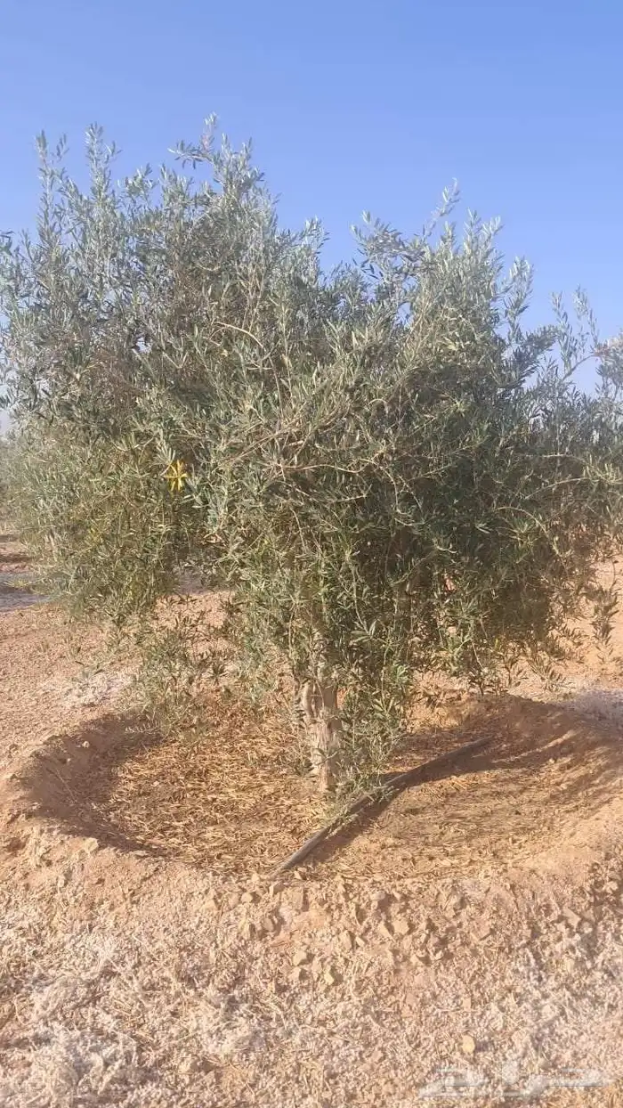 شجر زيتون نيبالي محسن 3