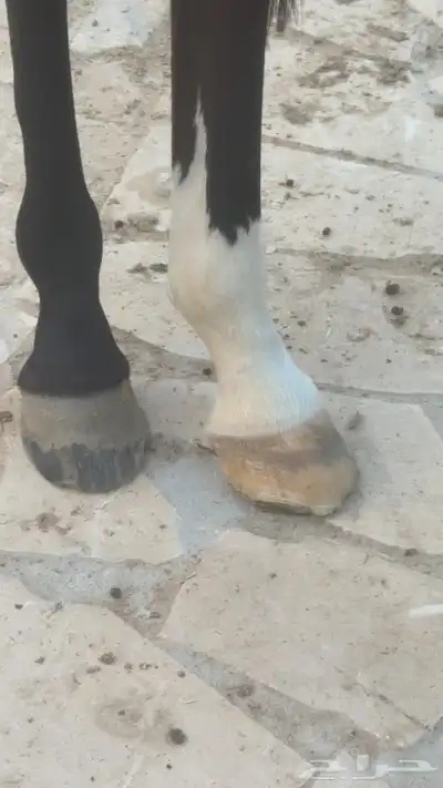 فرس واهو index