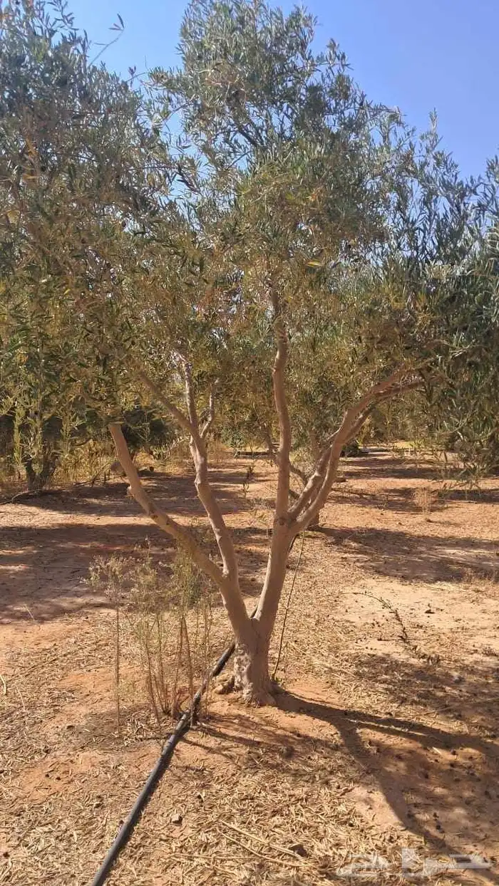 شجر زيتون نيبالي محسن 9