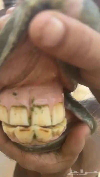 فرس واهو index