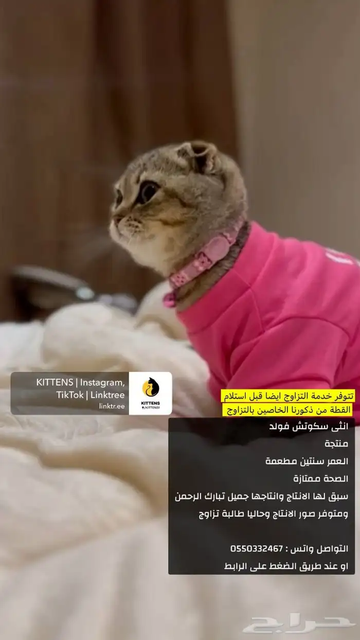 سكوتش فولد 1