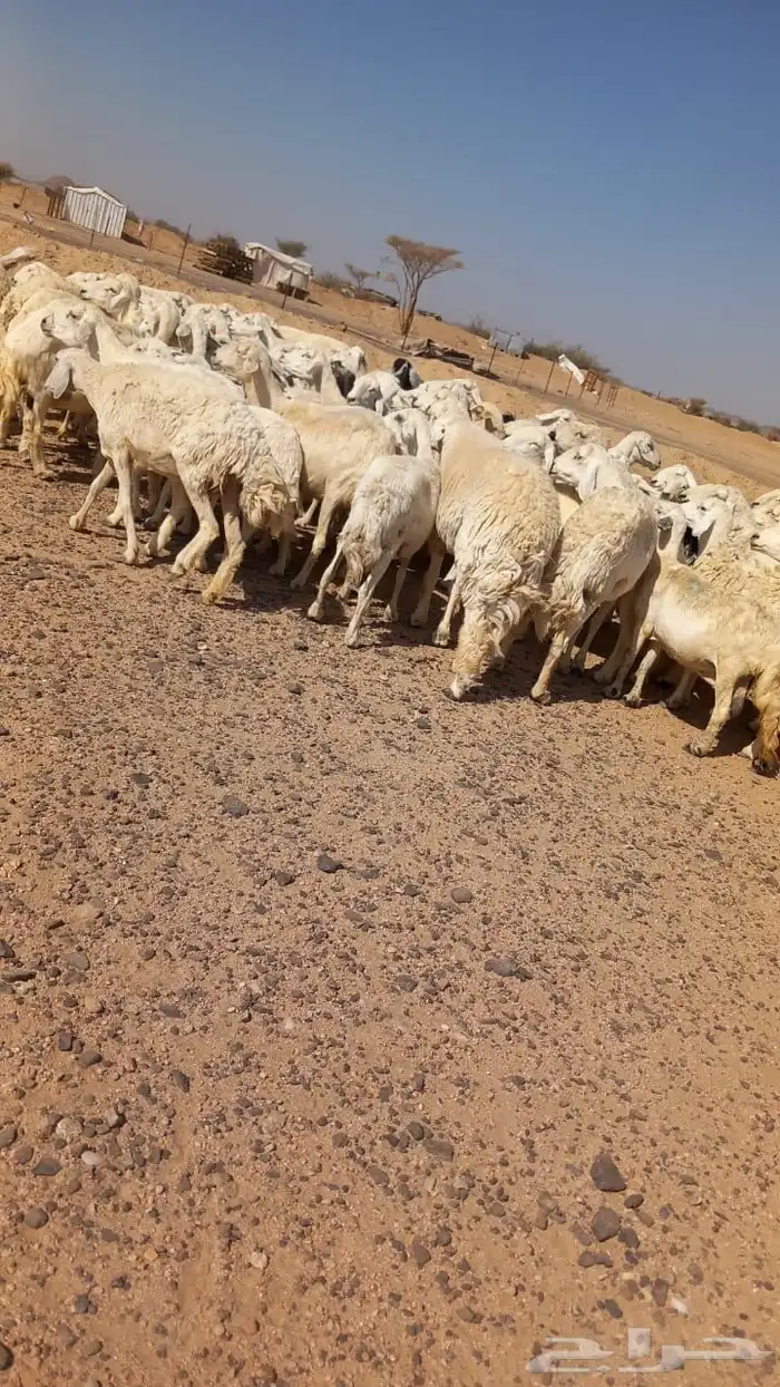 غنم حريه مراح واحد 1