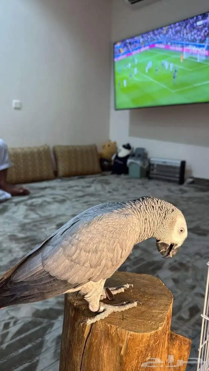 كاسكوو للبيع 2