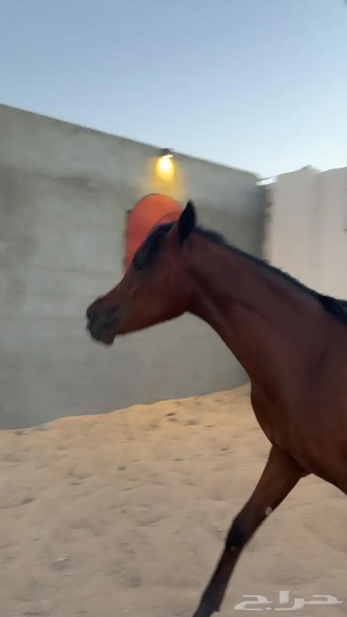 مهره للبيع 0