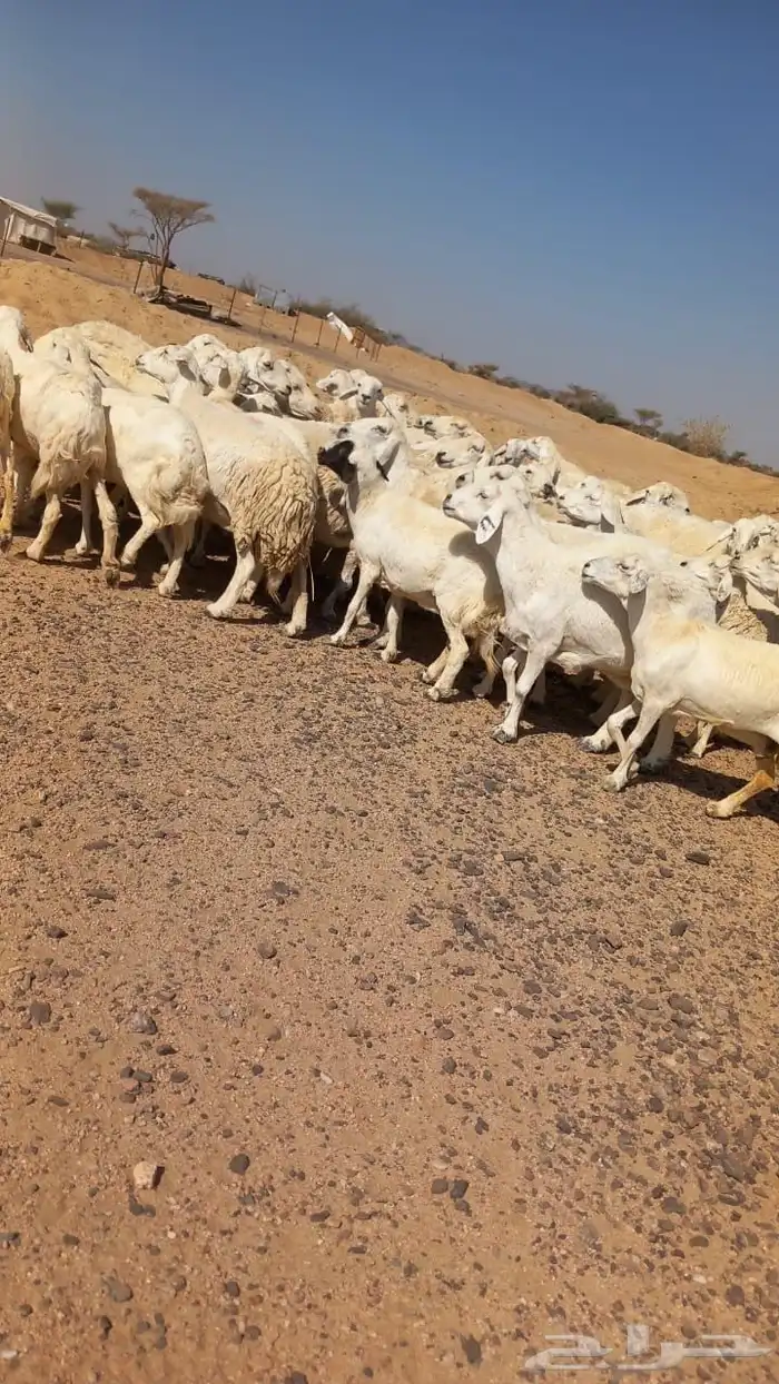 غنم حريه مراح واحد 3