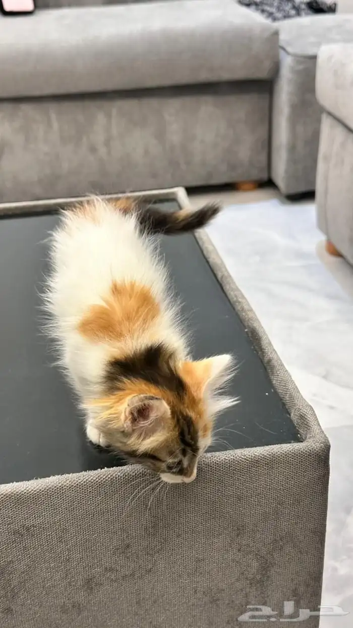 قطط للتبني 2