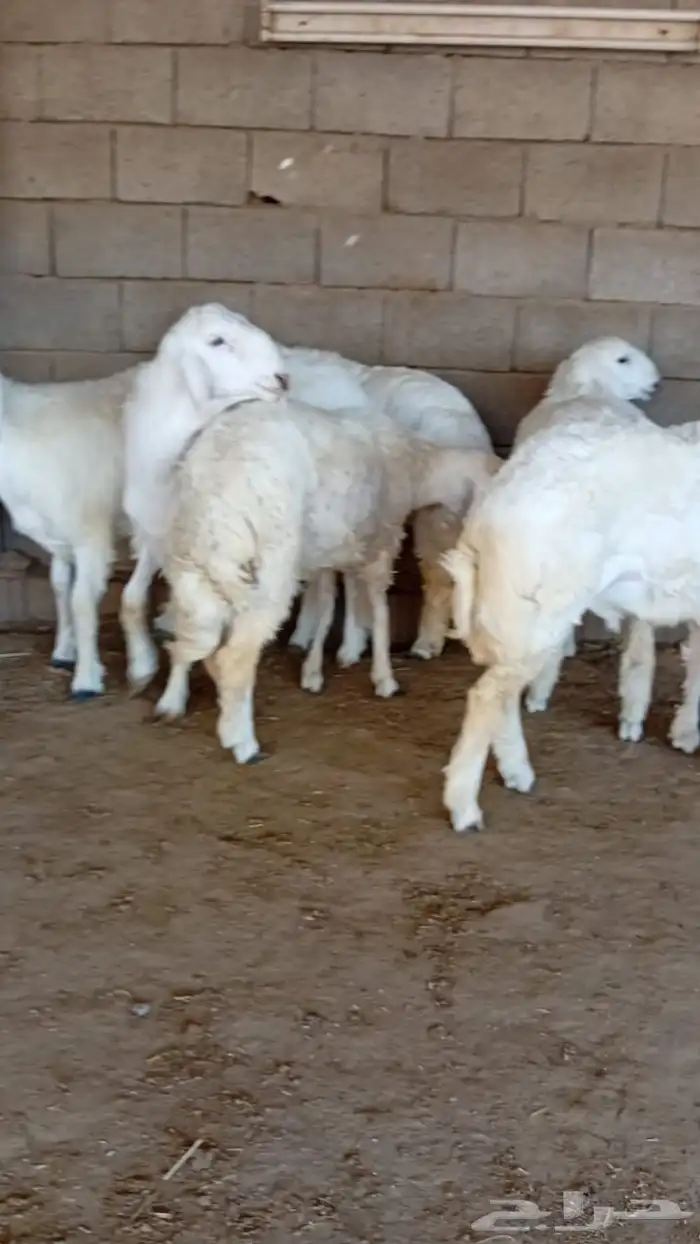 طليان ذبائح للثلاجة والمناسبات سواكن حريات رفيديات 3