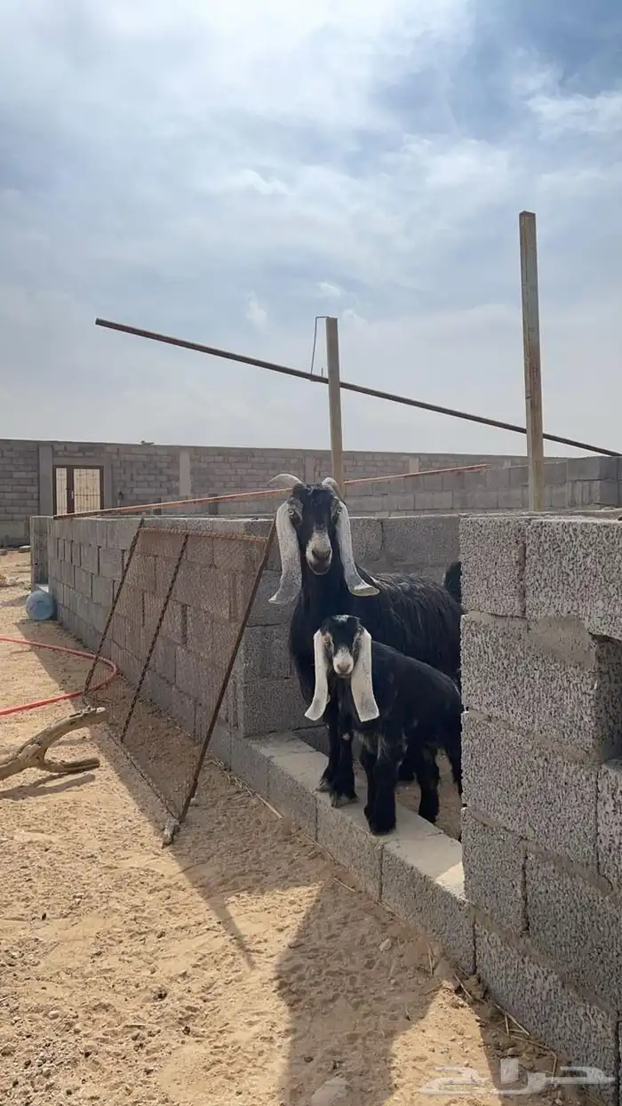 معزا ودجاج مع الاستراحه الموقع قبل القصب معزا طيبه ودجاج 2