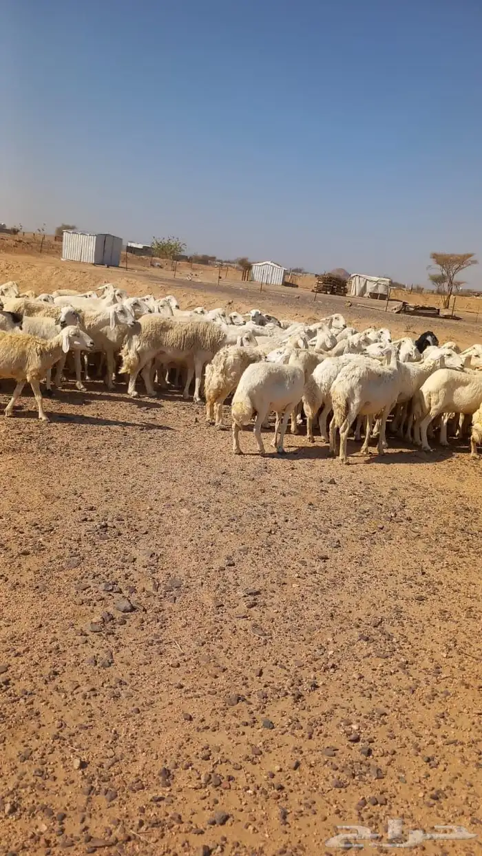 غنم حريه مراح واحد 2