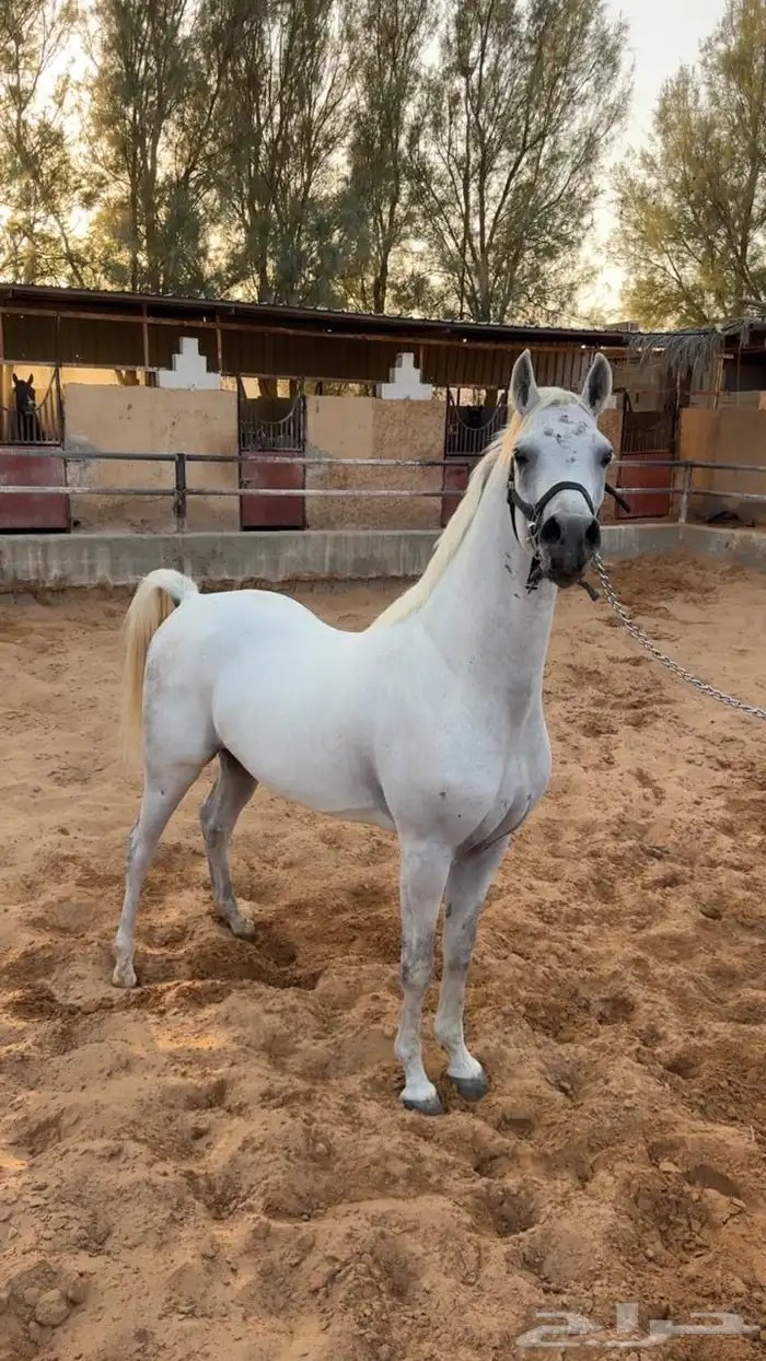 حصان واهو حفيد وادي الشقب 1